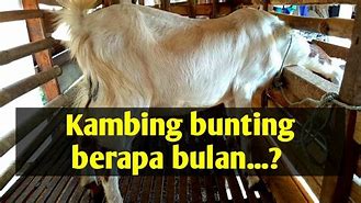 Kambing Melahirkan Kambing Melahirkan Berapa Bulan